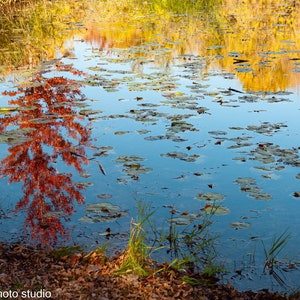 May include: A reflection of a red tree in a pond with blue water and green lily pads.