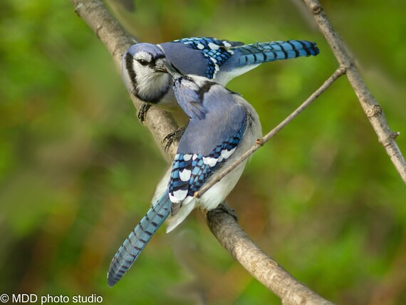 Bird Photography Blue Jays Bird Photo Print Wall Art Art Etsy