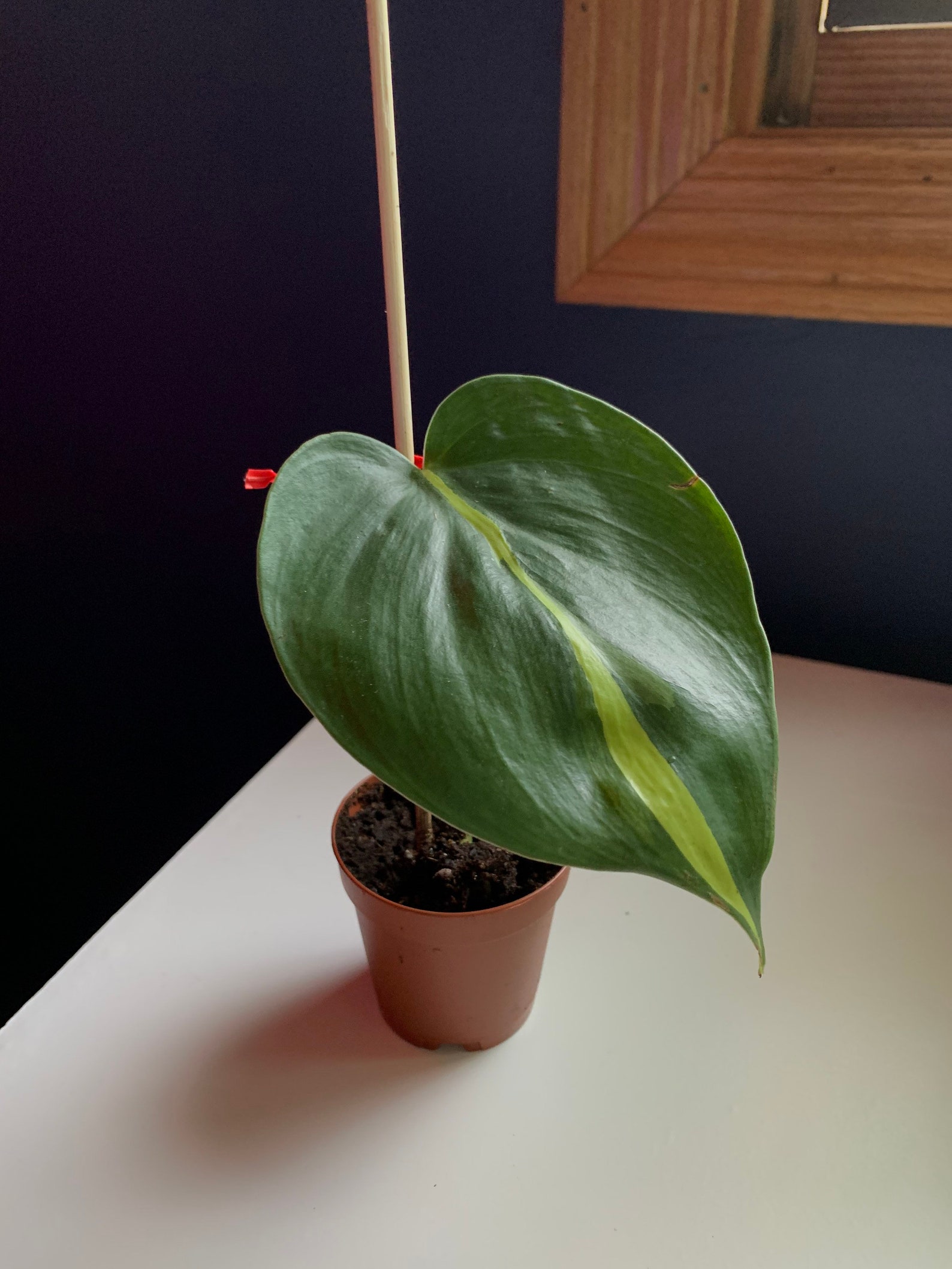 HeartLeaf Philodendron Brasil in 2 pot Etsy