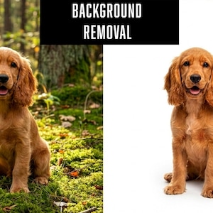Remove background service, Photo Background Removal, Changing background, Photo Background Removal Service, Cut Out, Transparent PNG