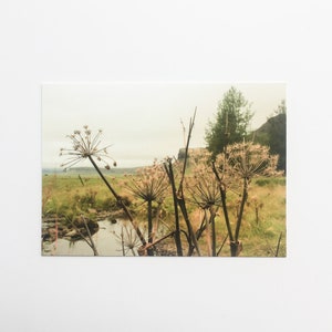 fleurs de carte postale | nature, photographie de paysage