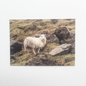 carte postale mouton | photographie de la nature