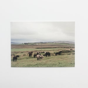 Cartes Postales Chevaux | Photographie de paysage, chevaux islandais, nature