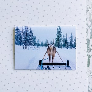Renna Tolokku - Biglietto di auguri / fotografia originale, accogliente scena invernale