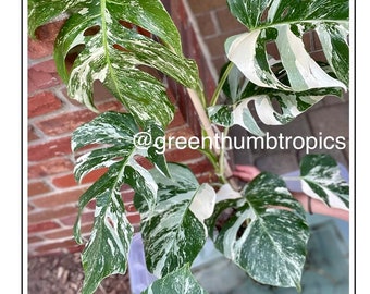 Albo Monstera ROOTED CUTTING, Highly-Variegated!!!