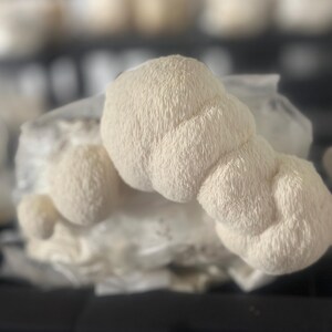 May include: Close-up of a white, fluffy lion's mane mushroom. The mushroom has a unique, irregular shape and a soft, velvety texture.