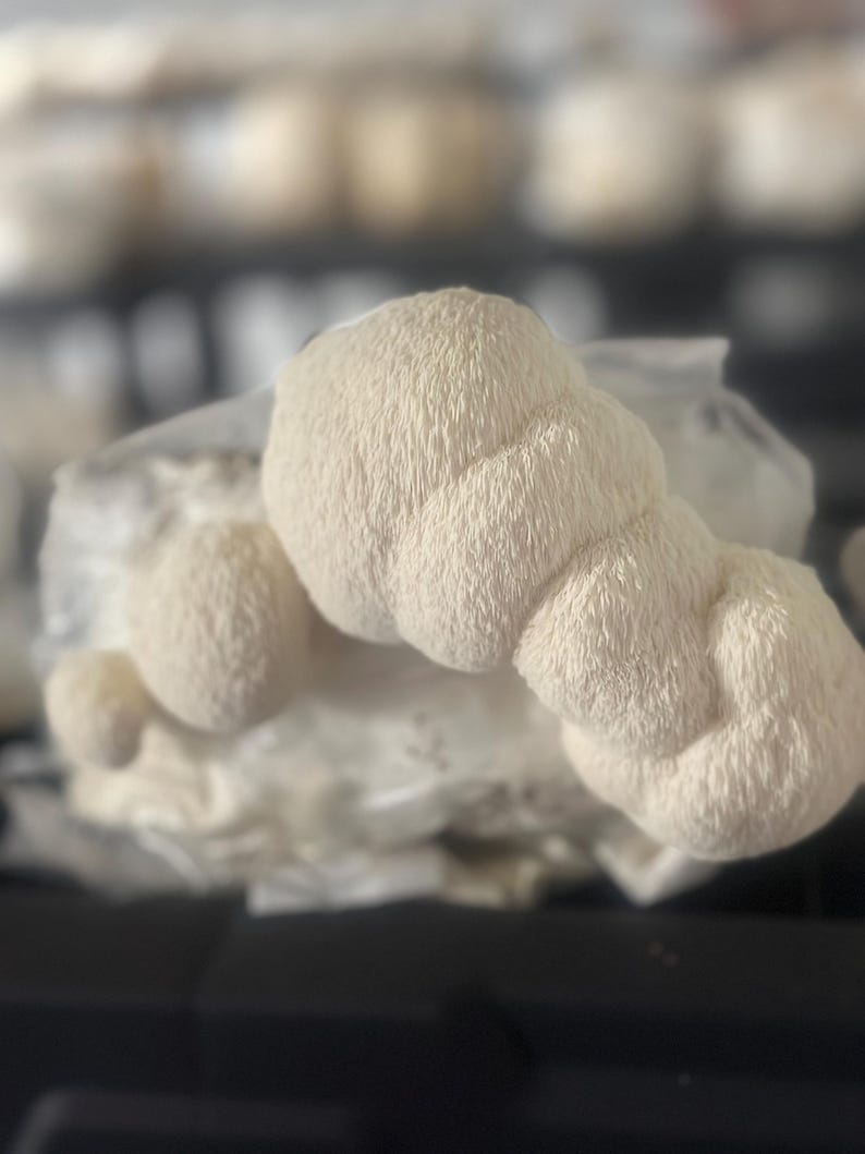 May include: Close-up of a white, fluffy lion's mane mushroom. The mushroom has a unique, irregular shape and a soft, velvety texture.