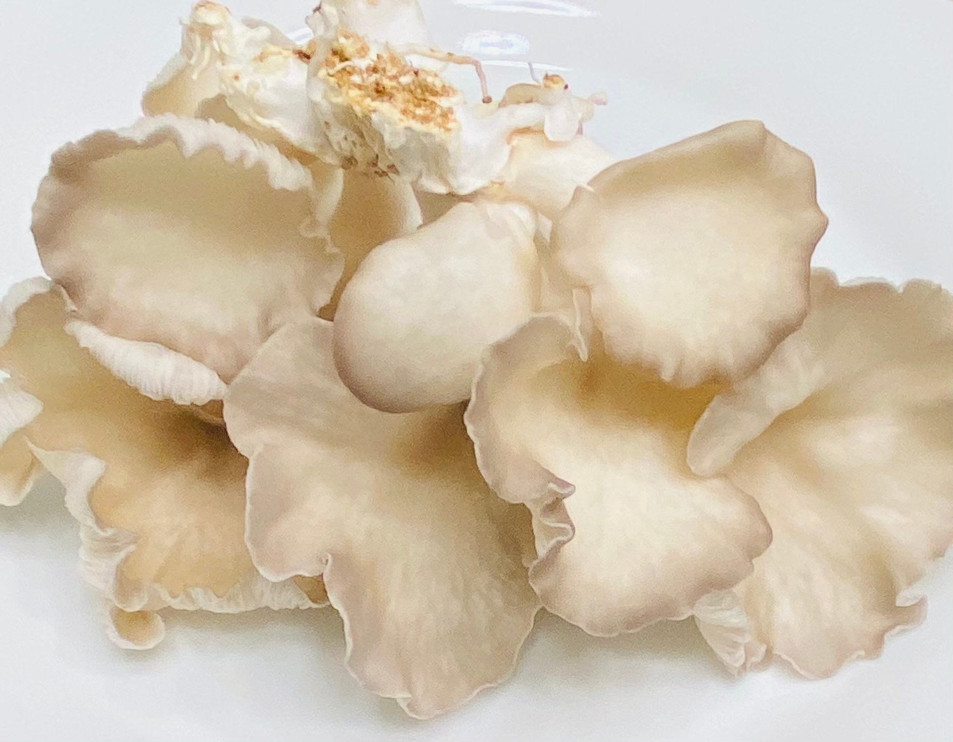 Buy All-In-One Mushroom Grow Bag 5 pounds - Sterilized mushroom media