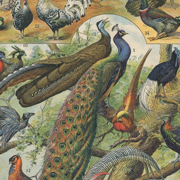 Vintage French Birds Print. Original Lithograph. "OISEAUX" published in 1897 Paris. Types of birds. Peacock Swan Chicken. Ornithology Print