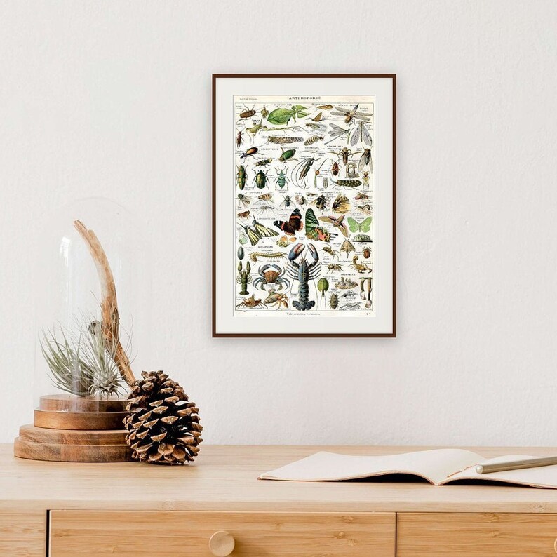 Antique Arthropods Print 1922 Vintage Entomology Insects Decor Vintage Wall Decor French Antique Arthropods Print 1922 Vintage Entomology Insects Decor Vintage Wall Decor French