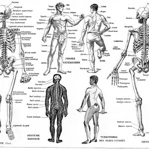 1940&#39;s Vintage Anatomy Print. Human Skeleton. Original Print. French Larousse. Vintage wall art. Anatomy Wall Art.