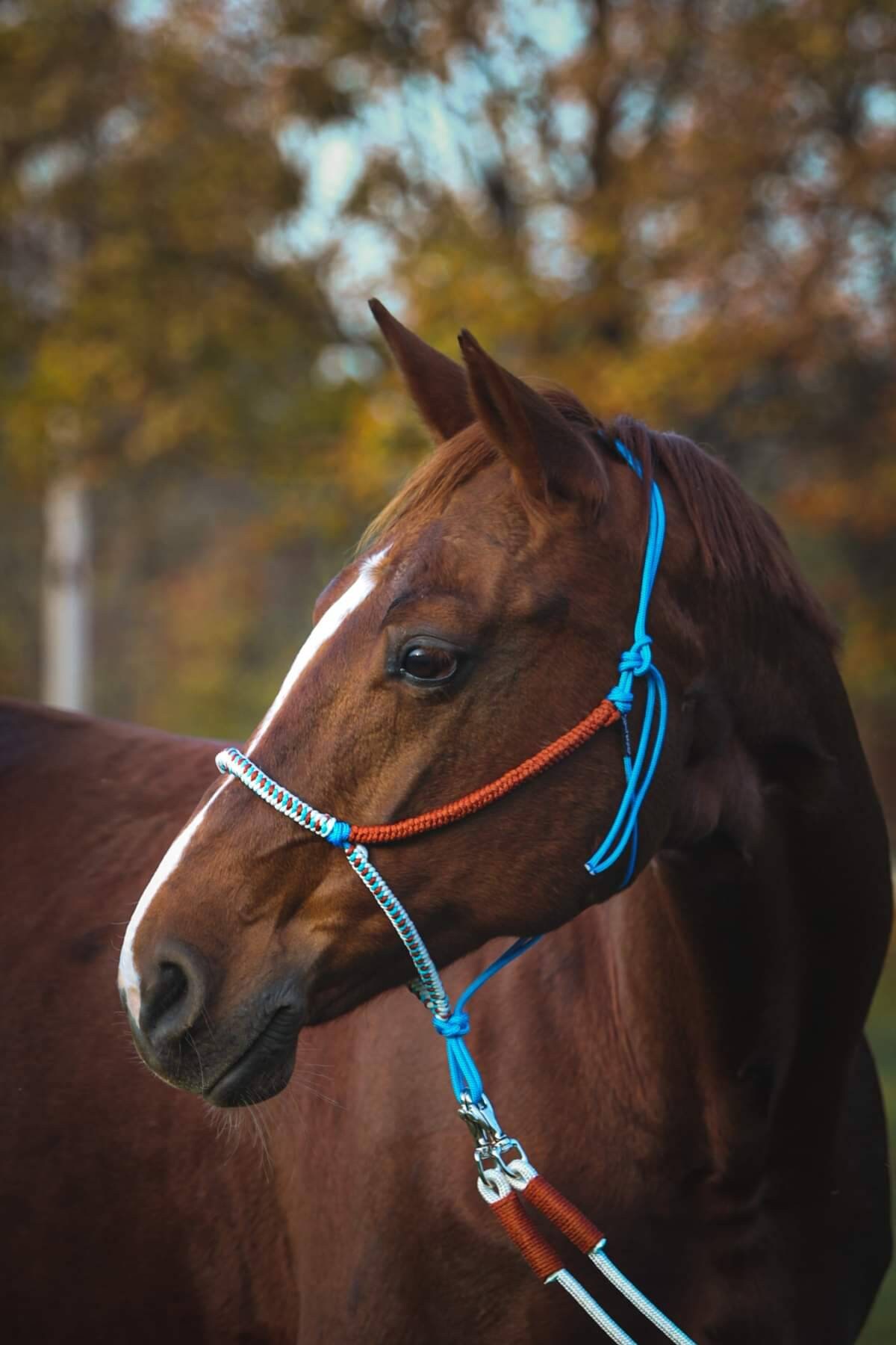 Bit Less Rope Halter Rope Halter With Reins Sibugranada Bitless Bridle Oceanbrown - Etsy