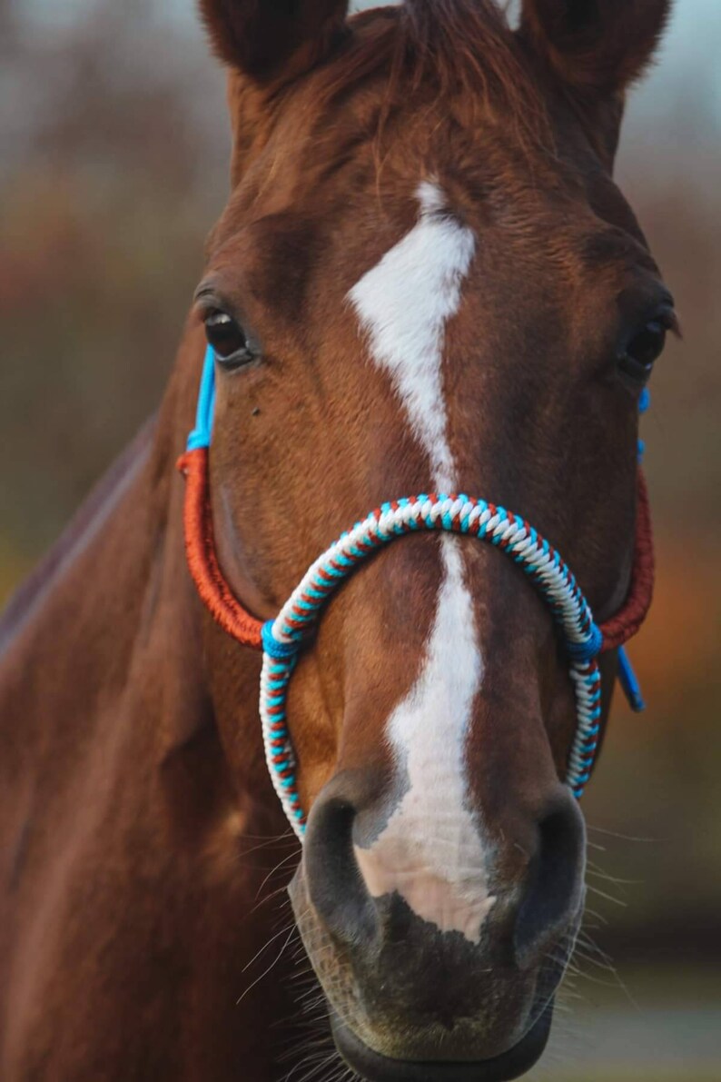 Rope Halter With Reins Sibugranada Bitless Bridle Etsy