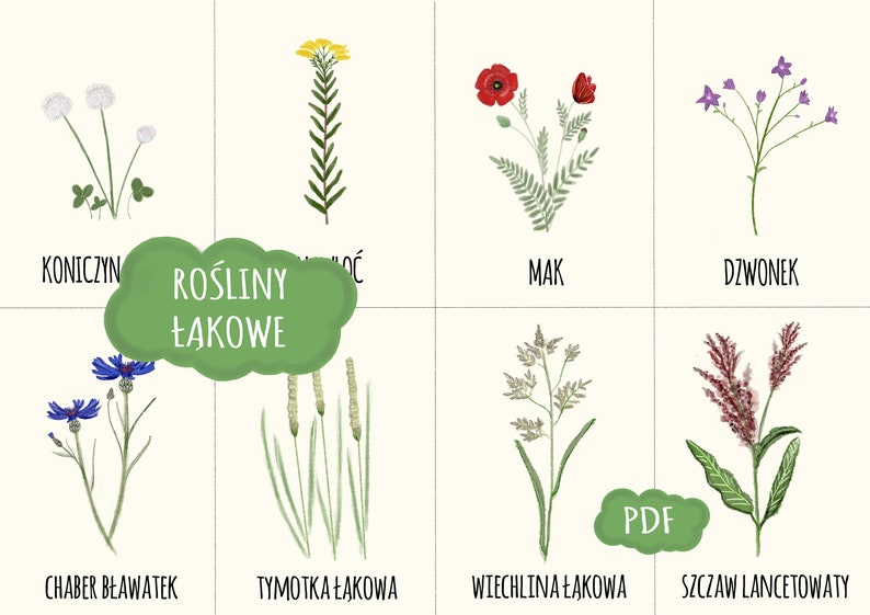 Rośliny łąkowe Karty Dla Dzieci. Zioła. Edukacja Przyrodnicza. - Etsy