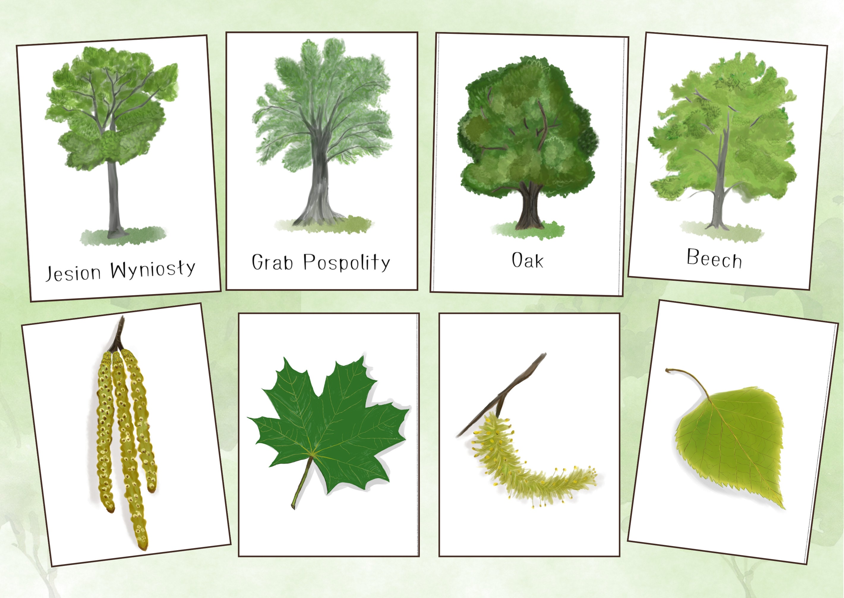 Laubbäume 24 Lernkarten Blätter Früchte der Bäume Etsy.de