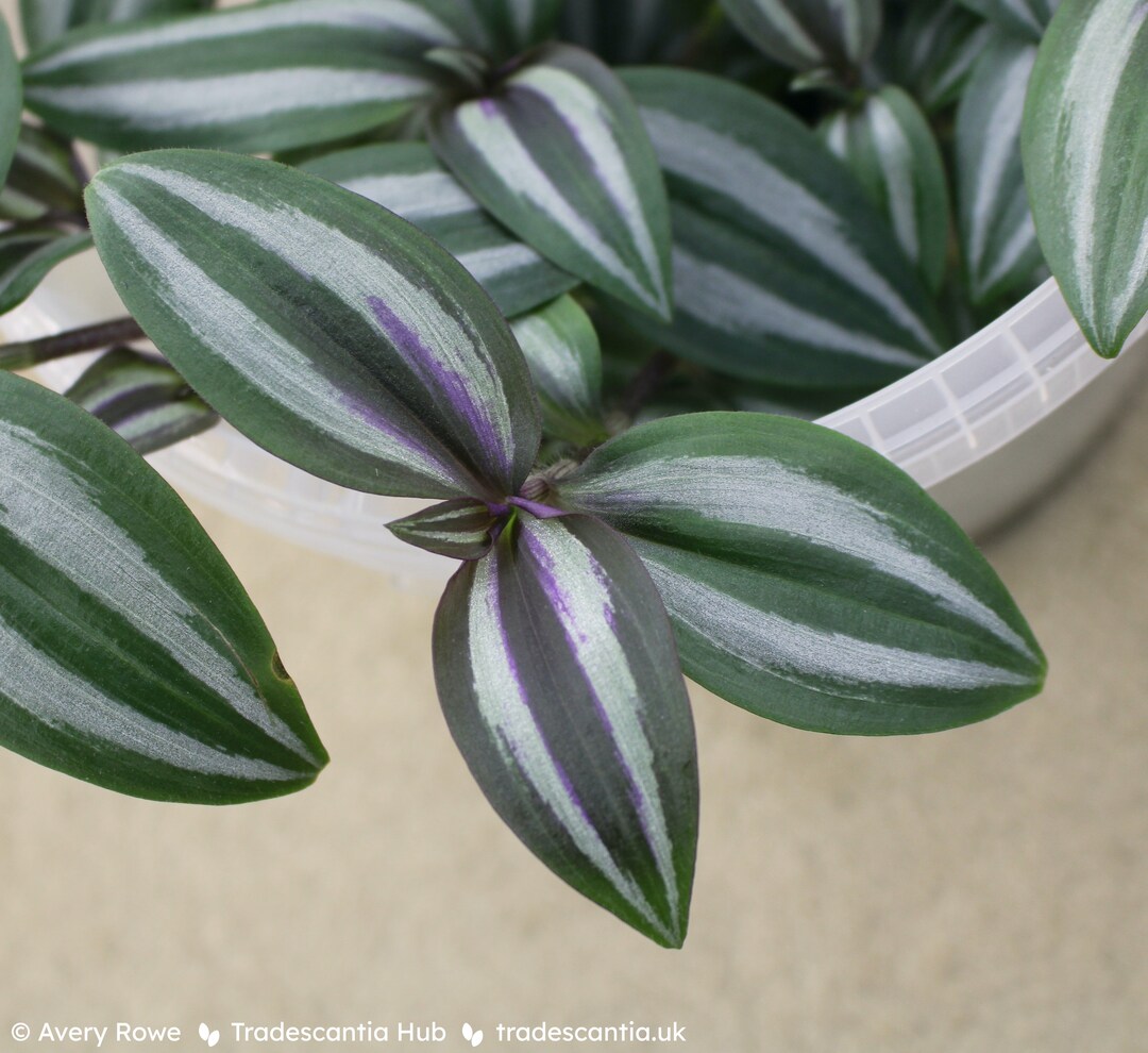 Rare Tradescantia Zebrina 'evanesce' Houseplant Etsy UK