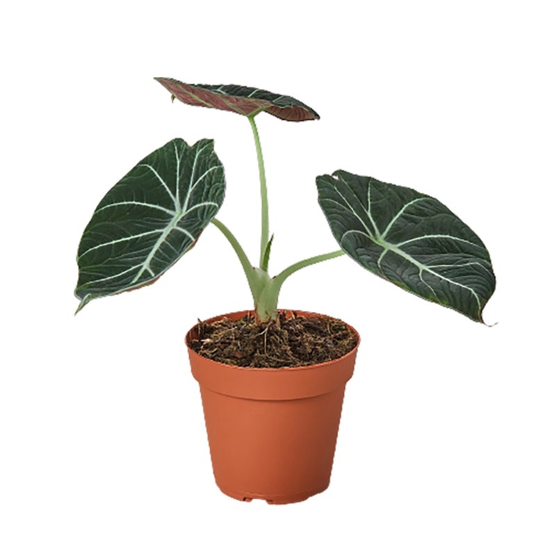 retail stores Alocasia Reginula ´black Velvet´ 4 Pot retail stores Alocasia Reginula ´black Velvet´ 4 Pot