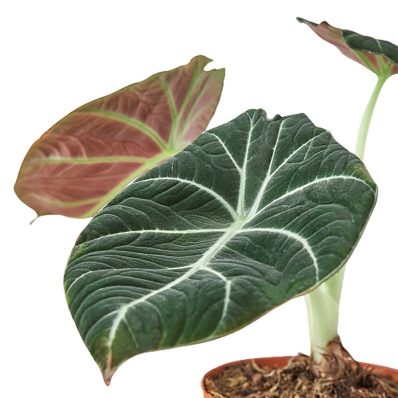 retail stores Alocasia Reginula ´black Velvet´ 4 Pot retail stores Alocasia Reginula ´black Velvet´ 4 Pot