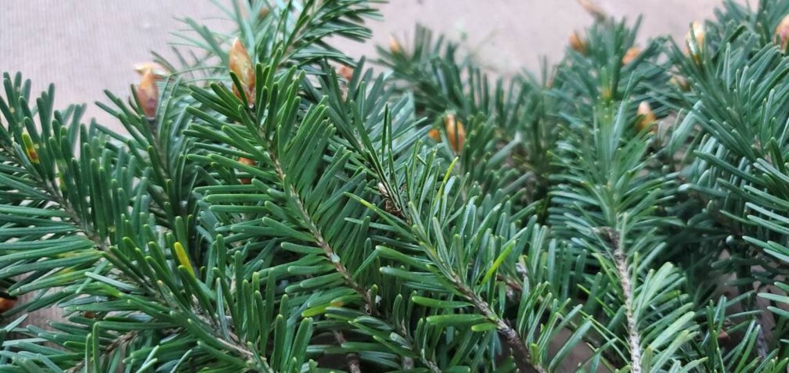 2 bags of dried Douglas fir needles about 3 oz total Etsy