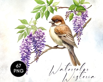 Wisteria Clipart, Watercolor Floral PNG, Digital Download for Crafts, Purple Wisteria, Commercial Use
