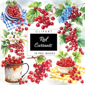 Czerwona porzeczka clipart przezroczyste tło botaniczne PNG dzikie jagody clipart pakiet lato ślub DIY rzemiosło cyfrowe pobieranie
