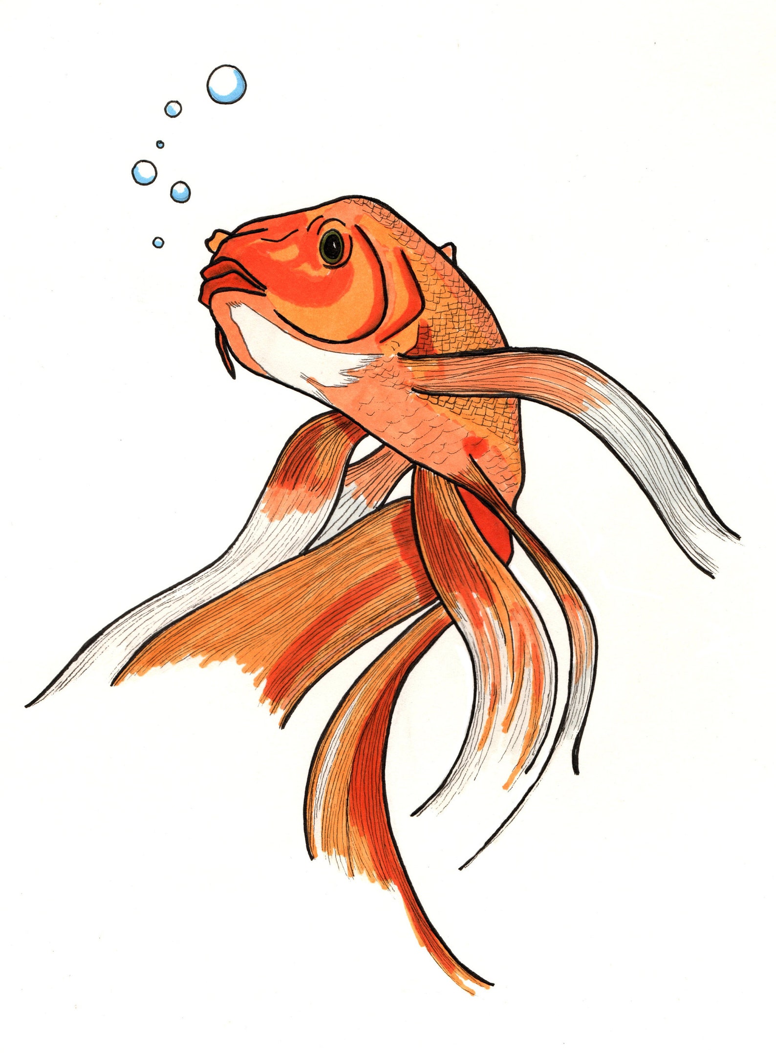 Goldfish Illustration Digital File Only Etsy