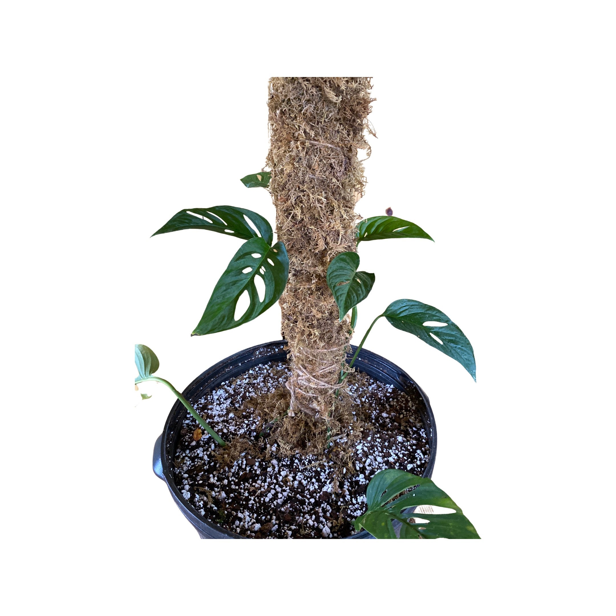 Monstera Adansonii both small form and wide form leaves in a - Etsy.de