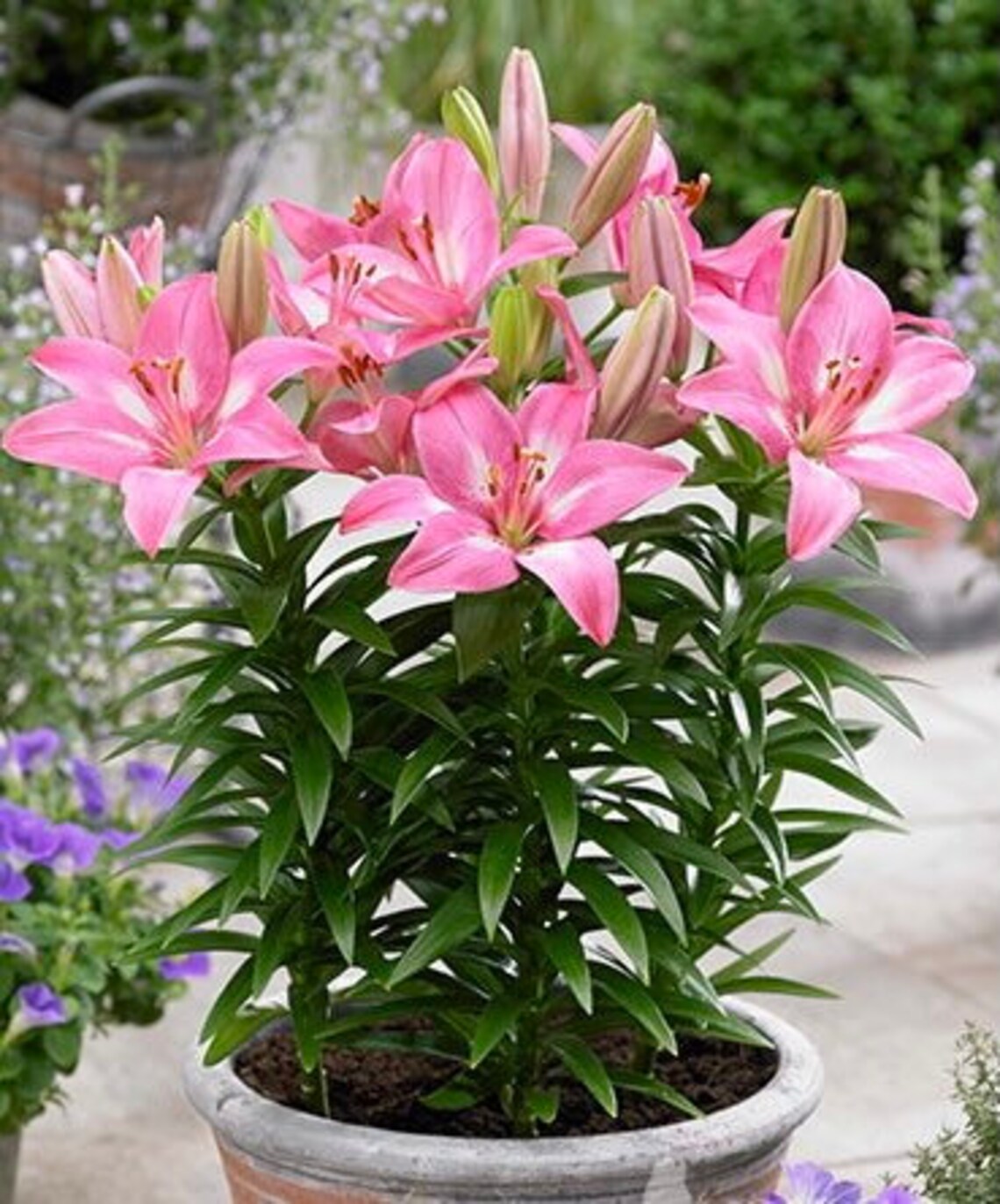 Rosella's Dream lily LIVE plant bloem leliebol 4 Etsy