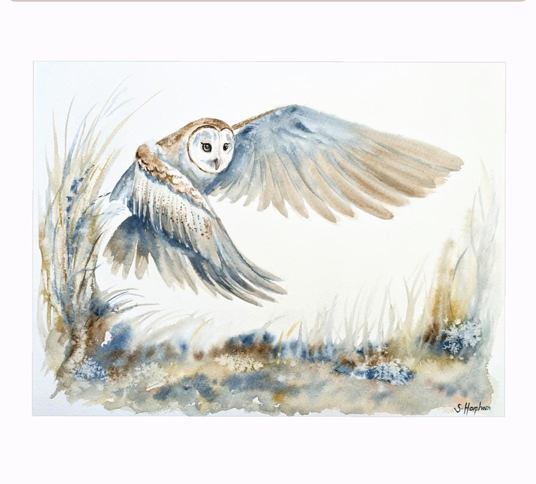 Flying Barn Owl Art Print from Original Watercolour by Susannah Harpham