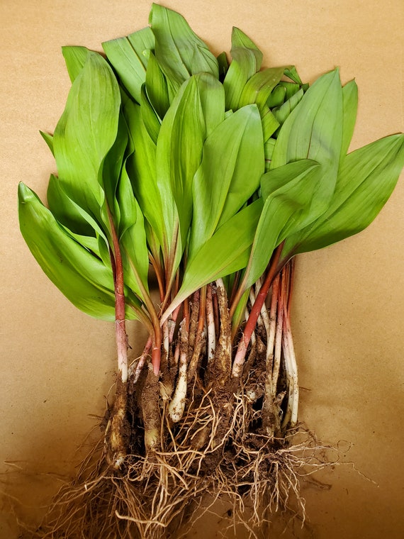 25 Fresh Organic Wild Ramps BULBS ONLY Etsy