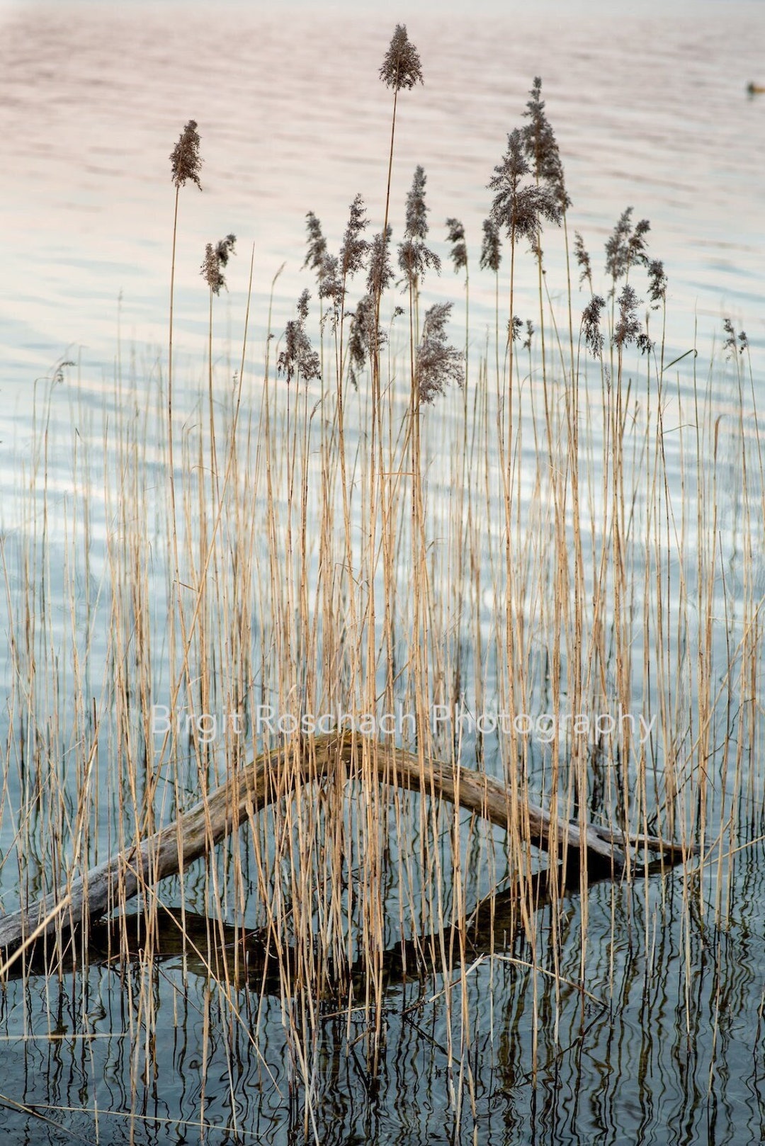 Ammersee Reed Water Lake Landscape Art Photo Mural Interior Etsy