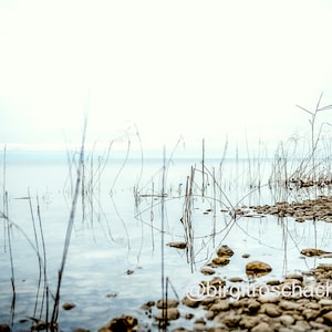 Puede incluir: Fotografía de paisaje serena de un lago tranquilo con juncos altos y delgados que emergen del agua. El cielo es de un azul suave y pálido, y el agua refleja los juncos y el cielo. La orilla está compuesta por pequeñas piedras redondeadas.