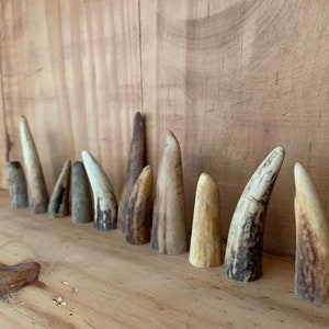 antler tips of red deer