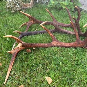 Antlers from the Chiemgau red deer shed antlers
