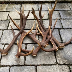 Könnte beinhalten: Eine Sammlung brauner Hirschgeweihe mit mehreren Spitzen, die auf einer grauen Steinoberfläche liegen. Die Geweihe variieren in Größe und Form und haben ein natürliches, rustikales Aussehen. Die Spitzen sind heller.