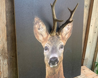 Roebuck on wooden plate with real antlers