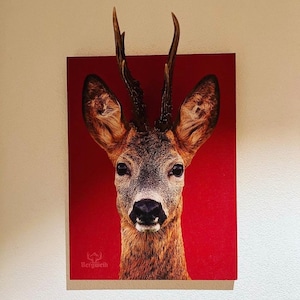 Roebuck Fritzi background red