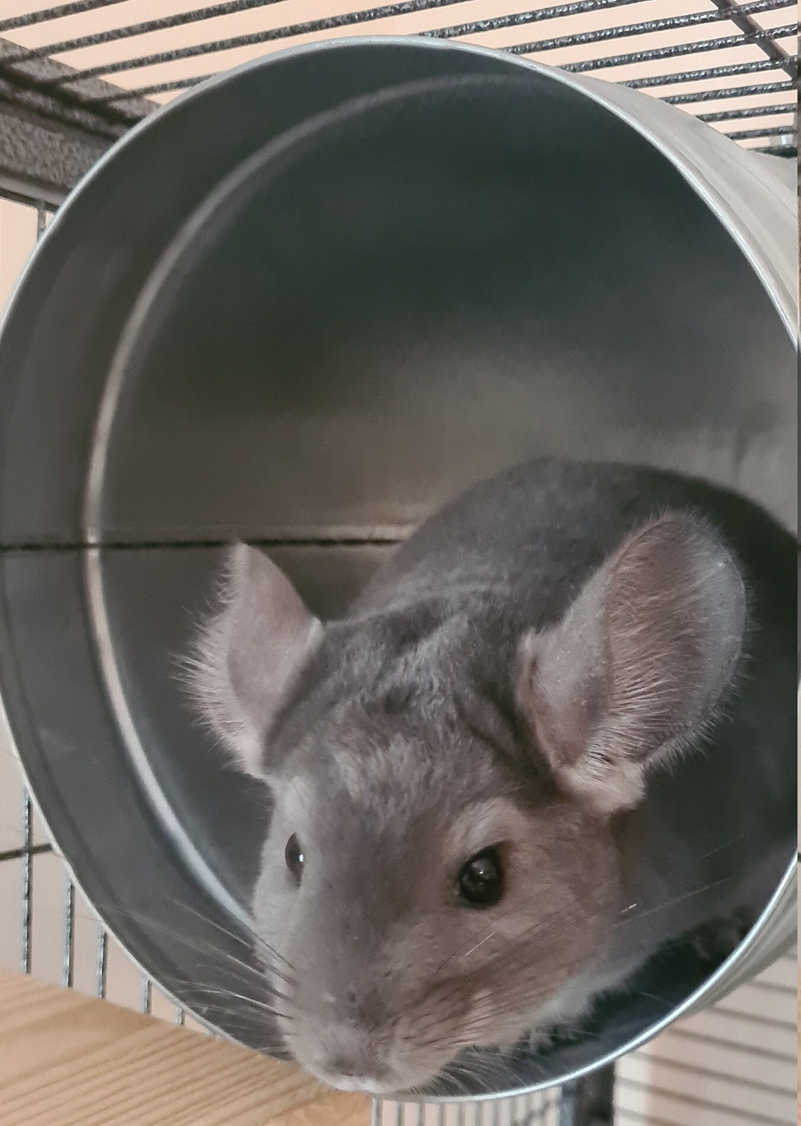 Metal chinchilla tube tunnel available in 6 or 8 Etsy