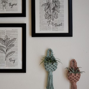 Macrame Air Plant Pod