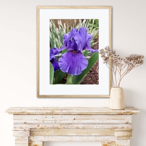 Purple Iris flower, Digital photography downloads, JPEG image, digital photo, photography art, digital art print, instant download
