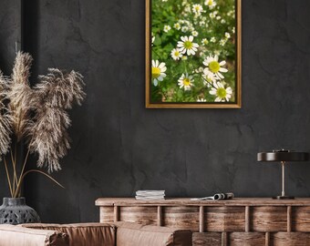 Flores de camomila, downloads de fotografia digital, imagem JPEG, foto digital, arte fotográfica, impressão de arte digital, download instantâneo