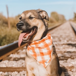orange plaid, snap on pet bandana, dog bandana, thanksgiving bandana, cat bandana, dog lover, dog mom gift, new puppy, pet accessories
