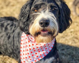 tulipanes bandana, snap on pet bandana, dogna, hecho en Canadá, bandana para gatos, amante de las mascotas, amante de los perros, regalo para la madre del perro, nuevo cachorro, accesorios para mascotas