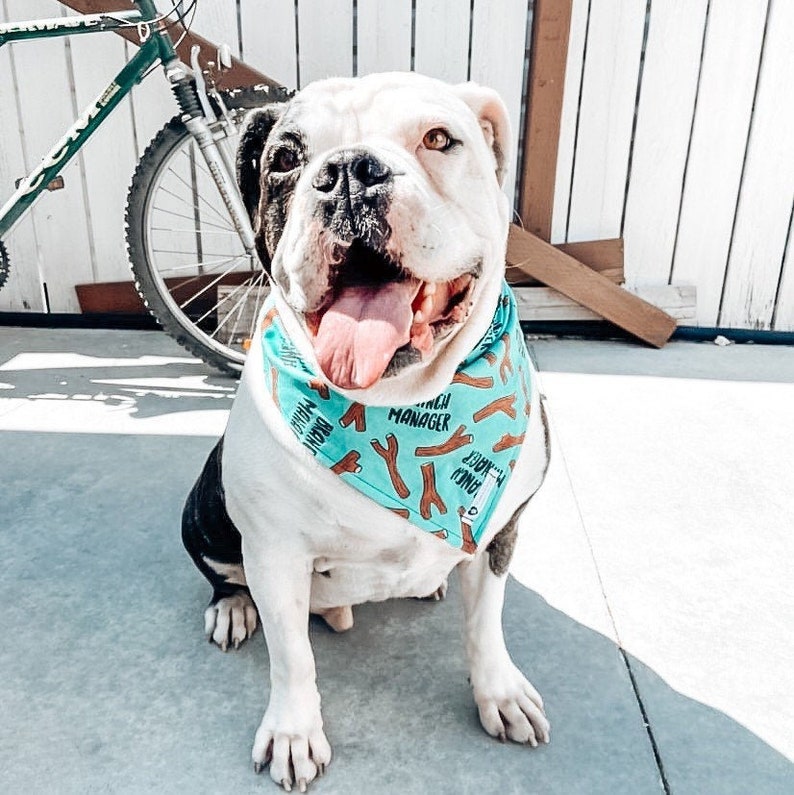 gerente de la sucursal, chasquido en bandana de mascotas, pañuelo para perros, canadiense hecho, pañuelo de gato, amante de mascotas, amante de los perros, regalo de la madre del perro, amante del gato, accesorios para mascotas imagen 1