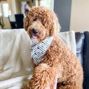 snap on pet bandana, dog bandana, Canadian made, cat bandana, pet lover, dog lover, dog mom gift, new puppy, pet accessories