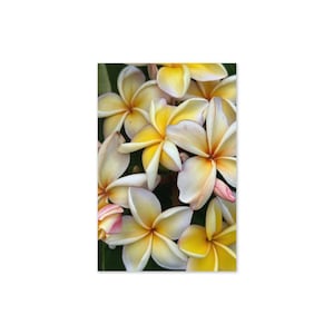 Carte de voeux jaune plumeria frangipanier - vierge à l'intérieur - parfaite pour toute occasion, anniversaire, remerciement ou tout simplement parce que