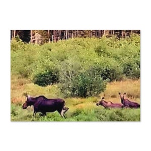 Wenskaart mama's Amerikaanse elanden en tweelingen | Blanco binnenkant | Perfect voor elke gelegenheid | Prachtige natuurkunst voor natuurliefhebbers en speciale momenten