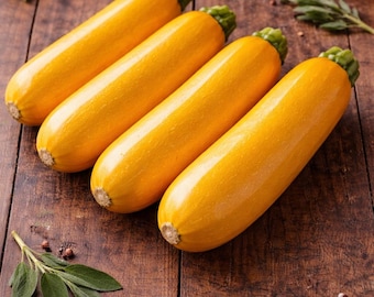 Golden Zucchini Seeds Heirloom Summer Squash Easy to Grow Non-GMO