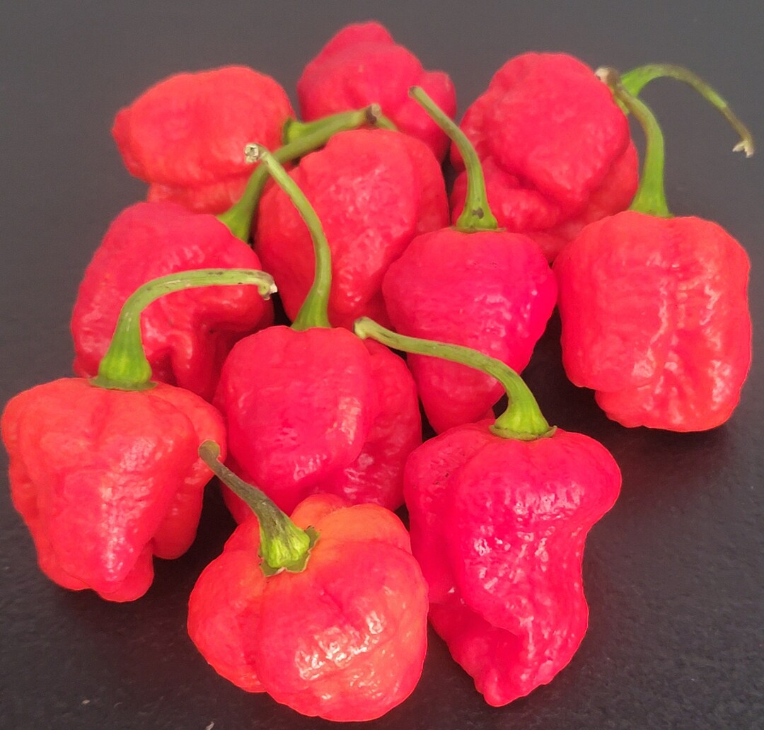 Genghis Khan Pepper Seeds Superhot Pepper Seeds Great Gift Ideas for