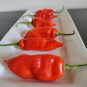 Aji Rojo Pepper Seeds A Great Producer of Beautiful Bright Red Peppers Grow At Home Container Raised Bed Vegetable Garden